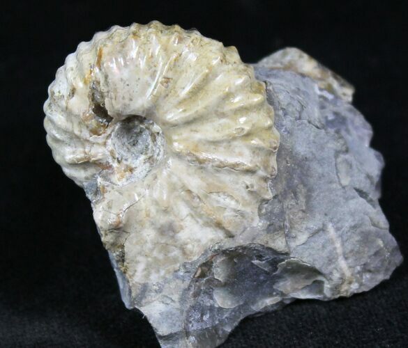 Hoploscaphites Ammonite - Wyoming #26855